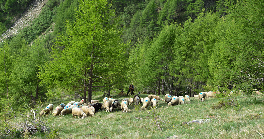 Tiere am Innerforchhof